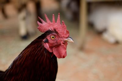 Close-up of rooster