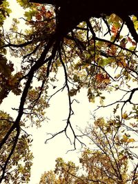 Low angle view of flower tree