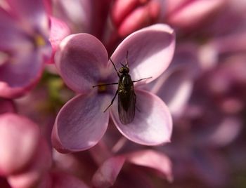 Close-up of bee on flower