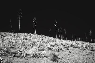 Plants on field against clear sky