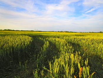 Scenic view of agricultural field against sky