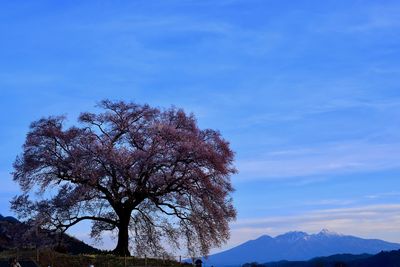 Low angle view of tree against sky