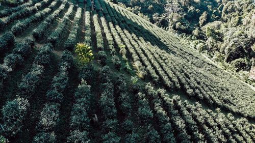 High angle view of corn field