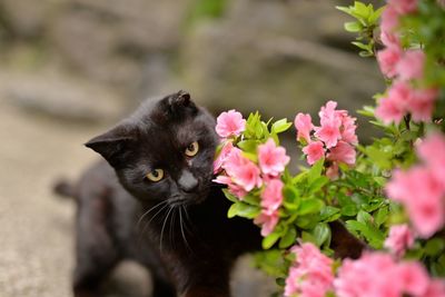 High angle view of cat by plants
