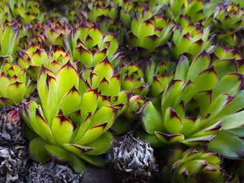 Rosette patterns of houseleek or sempervivum tectorum in green color with purple tips