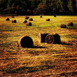 Hay bales on grassy field