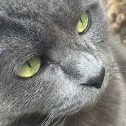 Close-up portrait of cat