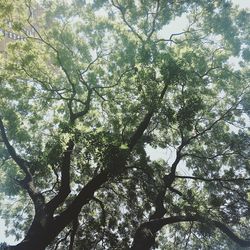 Low angle view of trees