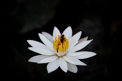 Close up of water lily flower with flying bumblebee isolated on dark blurry background.