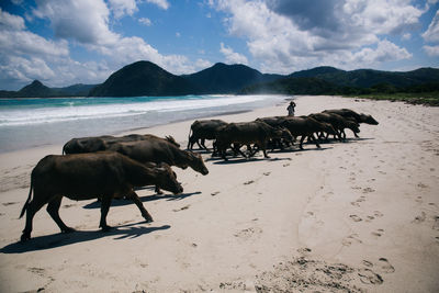 Cows on beach against sky