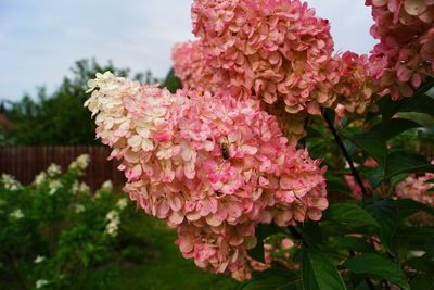 Pink hydrangea flower blooming in park