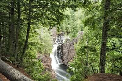 Scenic view of stream flowing amidst trees in forest