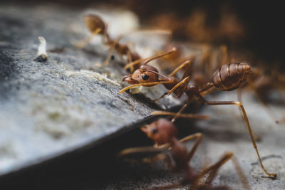 Close-up of ant on dry leaf