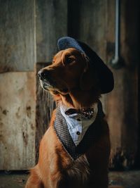 Close-up of dog wearing hat looking away