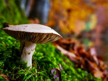 Close-up of mushroom growing on field