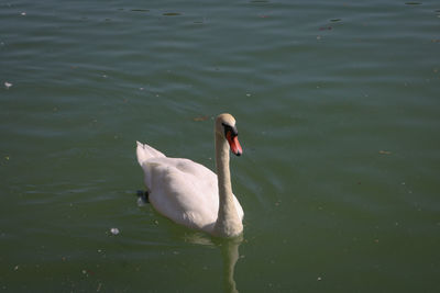 bird