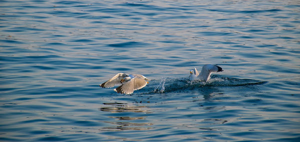 Bird swimming in lake