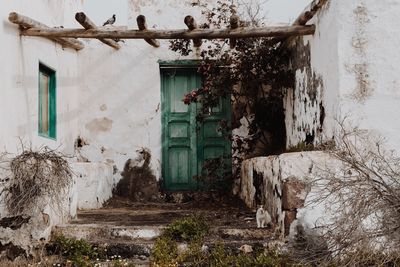 Plants growing on old abandoned building