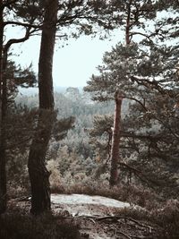 Trees in forest during winter