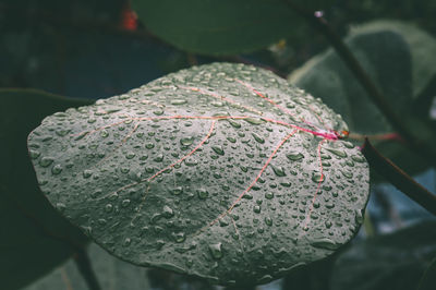 Close-up of leaf