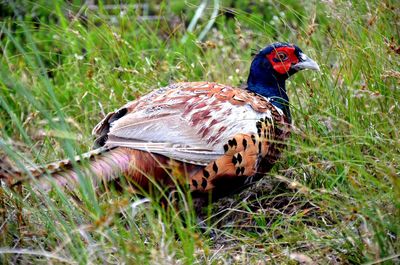 Pheasant Animal