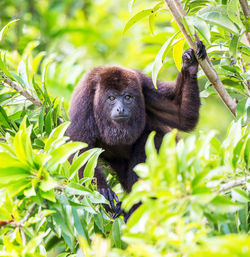 Monkey in a forest