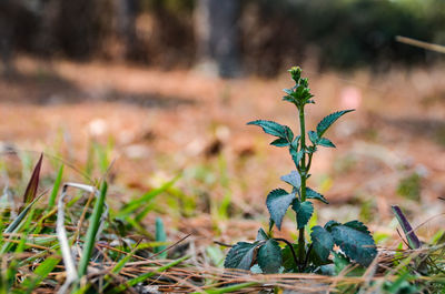 Close-up of plant