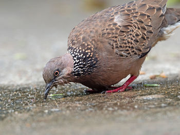 Close-up of duck on field