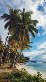 Palm tree by sea against sky