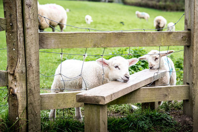 Lamb on field