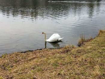 Swan swimming in lake