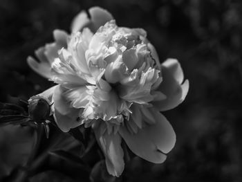 Close-up of white flowering plant in park