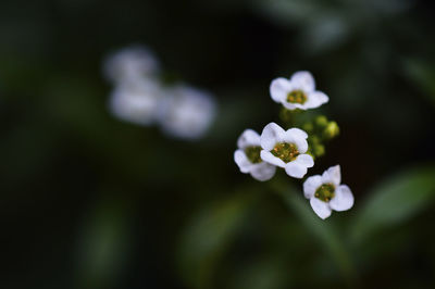 Close-up of white flowers