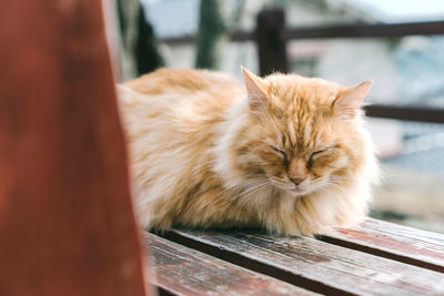 Sleeping cat in onomichi city, hiroshima, japan