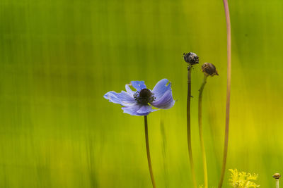 Close-up of purple flowering plant