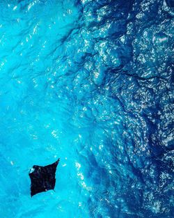 High angle view of turtle in swimming pool