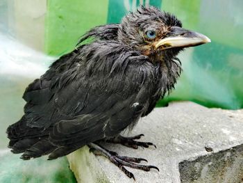 Close-up of a bird