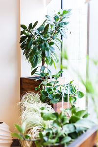 Close-up of potted plant on table at home