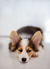 Portrait of dog at home