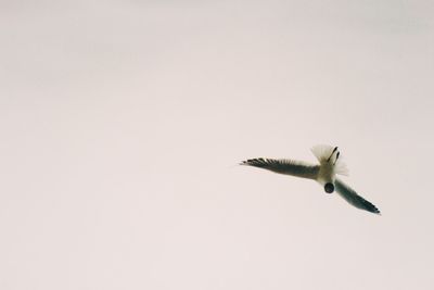 Low angle view of birds flying over white background