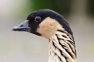 Close-up of a nene goose 