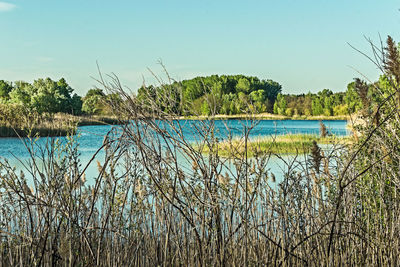 Scenic view of lake against clear blue sky