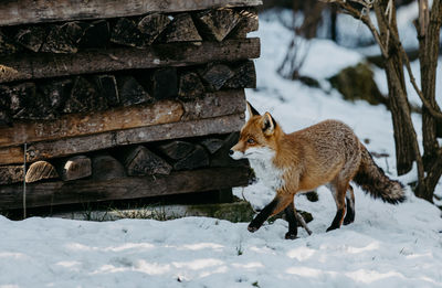 Fox walking on snow covered field