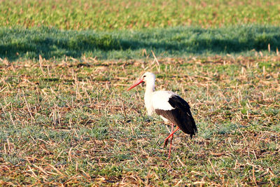 White stork ciconia ciconia on a field