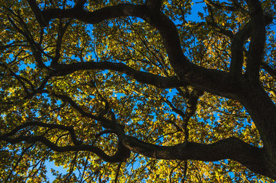 Low angle view of tree