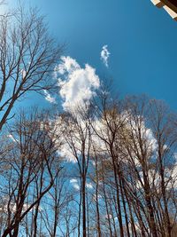 Low angle view of bare trees against blue sky