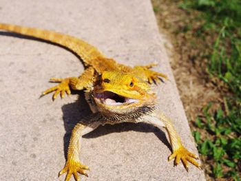 Close-up of lizard