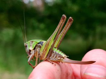 Grasshopper on human hand in nature 