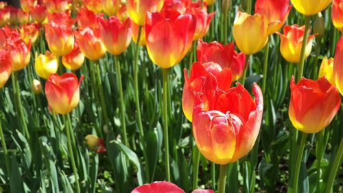 Tulips blooming at park