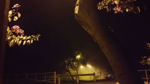 Low angle view of trees against sky at night